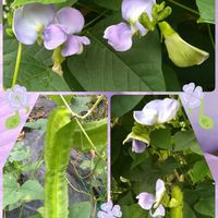 四角豆,うりずん豆（四角豆）,種から,空中栽培,無農薬栽培の画像