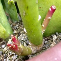 オクラ,クジャクサボテン,サボテン,大葉,小松菜の画像