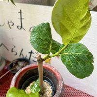 シーグレープ,挿し木,ほしつながり,しゃまのべらんだ♪,たいせつななかま♡の画像