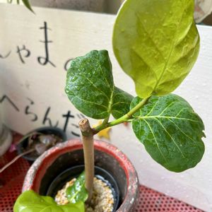 シーグレープ,挿し木,ほしつながり,しゃまのべらんだ♪,たいせつななかま♡の画像