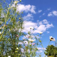 コスモス,秋桜(コスモス),きょうのお花,so・raの小さな物語,たぬき桜の画像