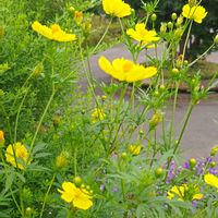 コスモス,秋桜,キバナコスモス,キバナコスモス,キバナコスモス レモンブライトの画像