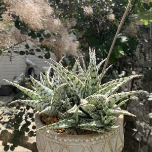 アロエブリザード,アロエ  ハイブリッド,多肉植物,子株,鉢植えの画像