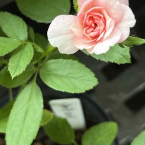 バラを楽しむ,バラ初心者,ローズファームケイジ,バラが好き,バラがある暮らしの画像