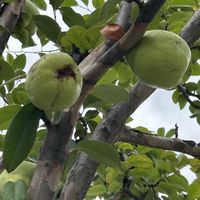 カリン,カリン,ソテツ,バラ科,中国原産の画像