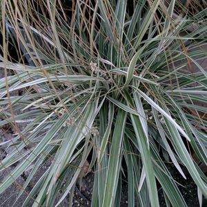 ガウラ,カレックス,ミスカンサス,ミスカンサス,ミスカンサスの画像