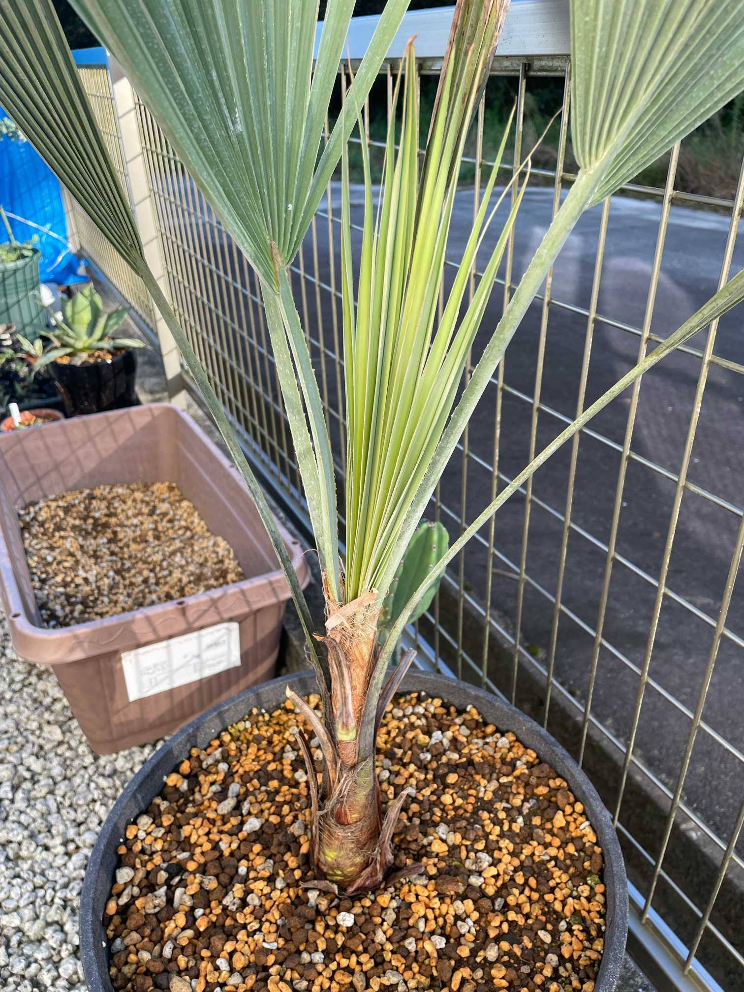 ブラヘアアルマータ成長記録 不定期更新予定｜🍀GreenSnap（グリーン