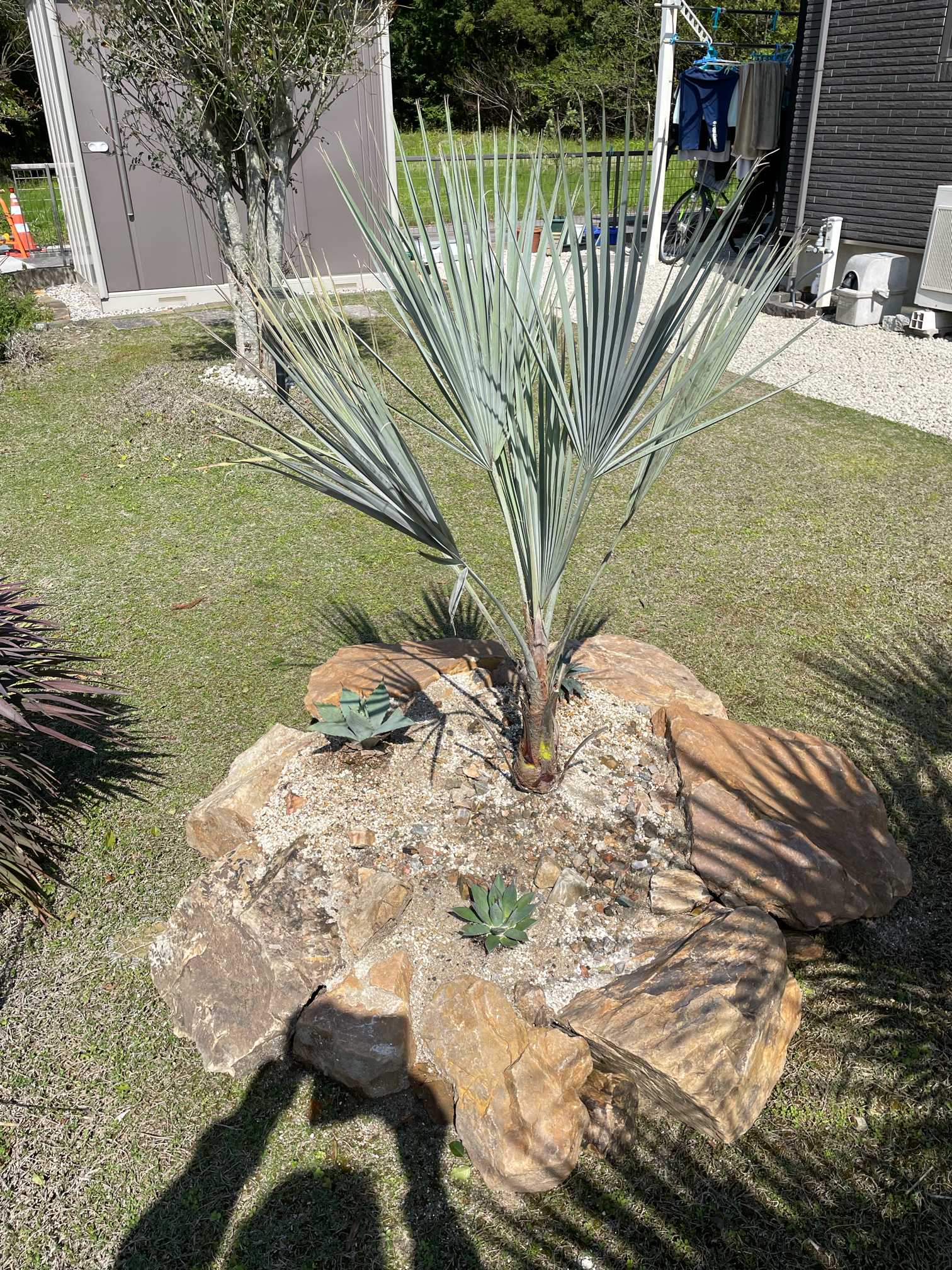 ブラヘアアルマータ成長記録 不定期更新予定｜🍀GreenSnap（グリーン