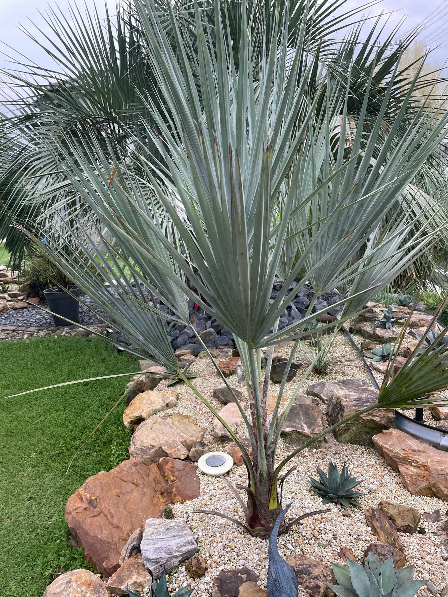 ヤシ　ブラヘアアルマータ 　地植えにどうぞ。 地植えから鉢上げしたブラヘア・アルマータのその後