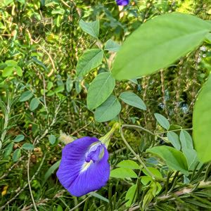 バタフライピー,ハーブ,ハーブティー,平和を願う,青い花マニアの画像