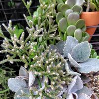 リプサリス,ファング,ヤコブセニー,たま　リプサリスの画像