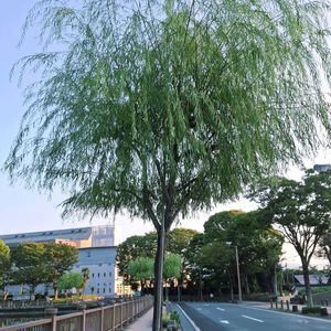 シダレヤナギ,枝垂柳,散歩,お堀,木の画像