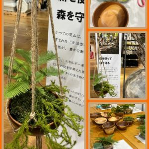 シダ,ブリザード,ハンキング,シダ植物,自然の画像