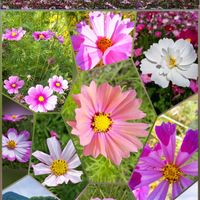 ウインターコスモス,コスモス,秋桜,キバナコスモス,キバナコスモスの画像