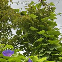 アサガオ,アサガオ,モミジ,モミジ,ヒルガオ科の画像