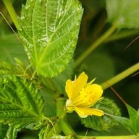 モロヘイヤ,モロヘイヤ,黄色い花,やさい,日曜ビタミンカラー♪の画像