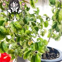 バラ,エバーフレッシュ,ベンジャミン・シタシオン,大人の着せ替え人形,観葉植物の画像