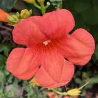 ノウゼンカズラ,お出かけ先にての画像