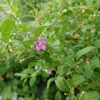 クコ,落葉低木,有用植物の画像