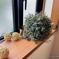 ピレア グラウカ,ピレアグラウカグレイシー,ピレアグラウカグレイシー,ピレア グラウカ グレイシー,ピレアグラウカの画像