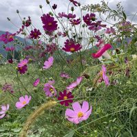 コスモス,今日のお花,メキシコ原産,m.昆虫ﾜｰﾙﾄﾞの画像