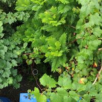 クンシラン,ドラゴンフルーツ,ドラゴンフルーツ,ドラゴンフルーツ,パッションフルーツの画像