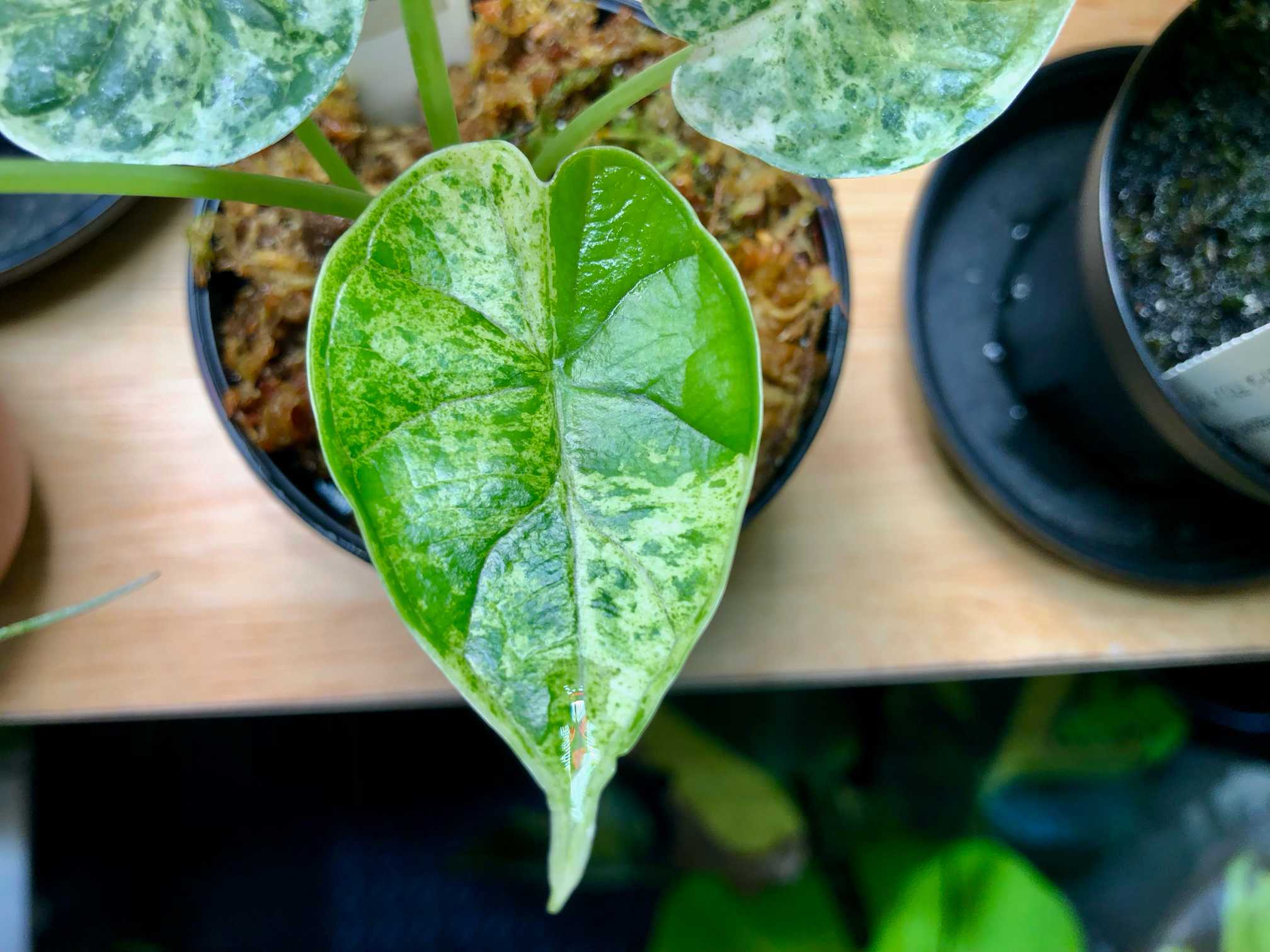 アロカシア ドラゴンスケールミント｜🍀GreenSnap（グリーンスナップ）