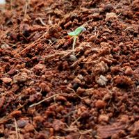 アイスプラント,出窓の画像