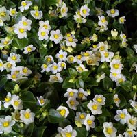 エキザカム,エキザカム,散歩の画像