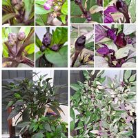 観賞用唐辛子,観賞用トウガラシ,春蘭,ｴﾋﾞﾈ,斑入りパープルフラッシュの画像