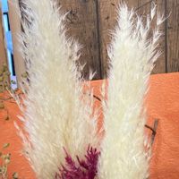 バイカウツギ,梅花空木（バイカウツギ）,パンパスグラス(シロガネヨシ),パンパスグラス(シロガネヨシ),今日も元気でね♥️の画像