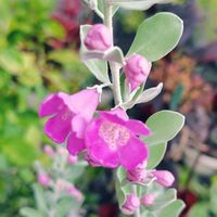 コリウス,キバナコスモス,レウコフィルム,レウコフィルム,マルベリーの画像