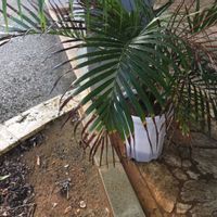 アレカヤシ,あれかやし,枯れる,アレカヤシ！の画像