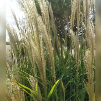 オニユリ,ガーベラ,ススキ,パンパスグラス,テッポウユリの画像