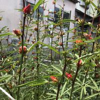 ローゼル,沖縄、ハイビスカス,沖縄、ハイビスカス、ローゼル、,裏庭,お花好きの画像