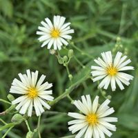 ルッコラ,大根,水菜,春菊,サニーレタスの画像