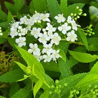 シモツケ ,感謝,花のある暮らし,いつまでも,き　れ　い❤の画像
