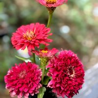 ジニア,センニチコウ,ニゲラ,ネモフィラ,ルピナスの画像