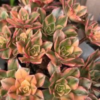 アサガオ,アサガオ,七福神,カンテ,カンテの画像