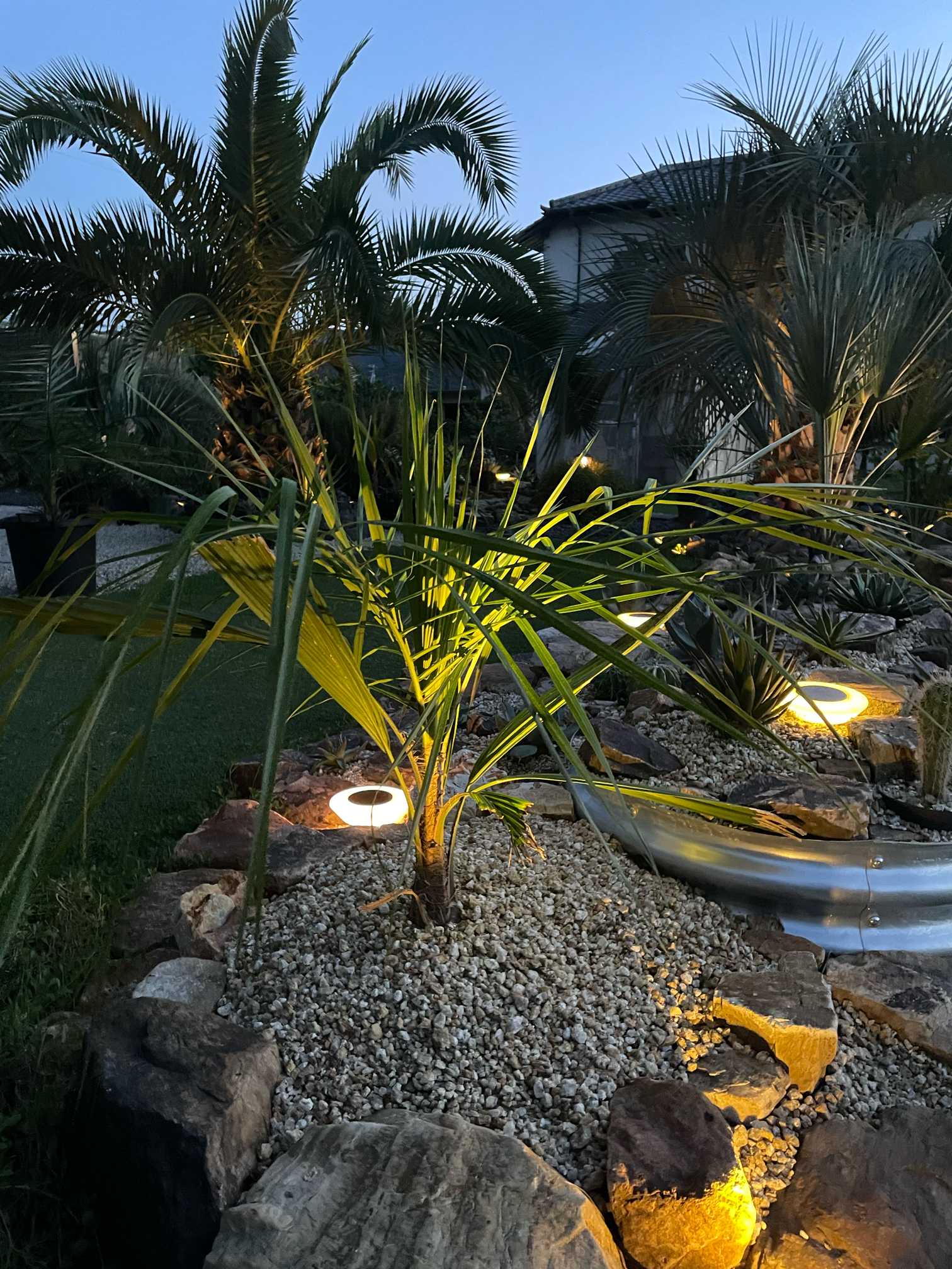 ミュールパーム成長記録 不定期更新予定｜🍀GreenSnap（グリーンスナップ）