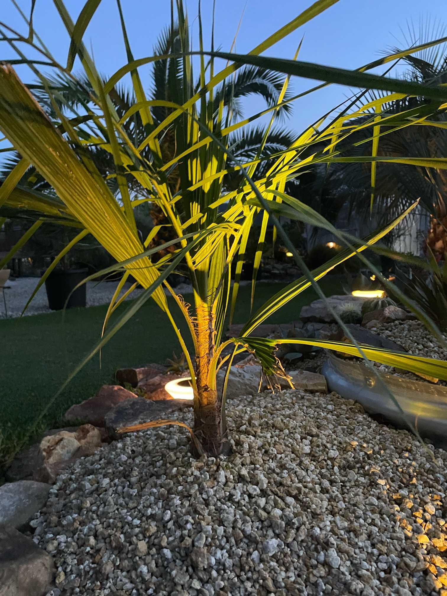 ミュールパーム　ヤシ ミュールパーム成長記録 不定期更新予定｜🍀GreenSnap（グリーンスナップ）