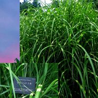 ススキ,サトイモ,サトイモ,タカノハススキ,タカノハススキの画像