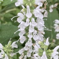 サルビア,お出かけ先にての画像