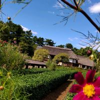 コスモス,コスモス,so・raの小さな物語,たぬき桜の画像