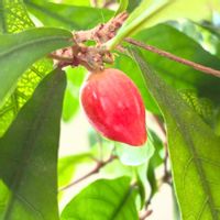 ミラクルフルーツ,実のなる植物,花のある暮らし,緑のある暮らし,不思議な植物の画像