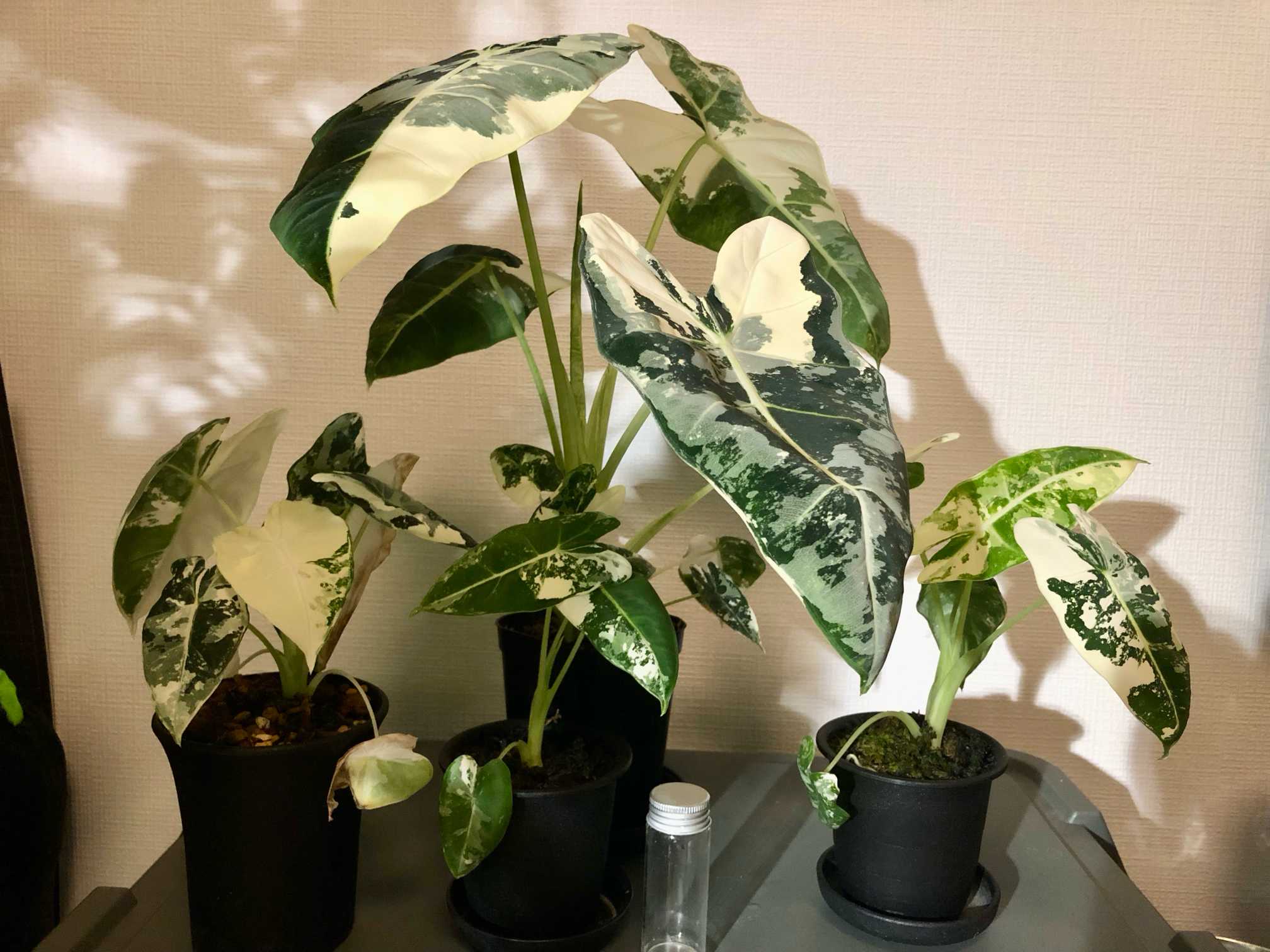 アロカシア コラゾン 斑入り アロカシア コラゾン 斑入り