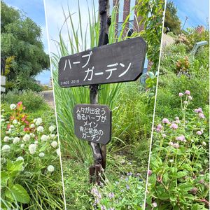 ワイルドストロベリー,ジャスミン,バーベイン,ハーブ,ハーブガーデンの画像