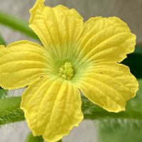 メロン,お花を楽しむ,マスクメロン,ベランダの画像