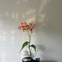 グロリオサ,葉がキレイ,小さな空間に花、みどり,花ブローチ倶楽部,真っ赤な火曜日の画像