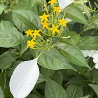 コンロンカ,コンロンカ(崑崙花）,癒されて,福井県総合グリーンセンター,展示温室の画像